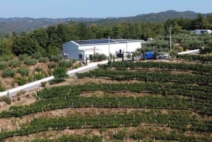 Excursión de degustación de vinos, Excursión opcional por los viñedos y paseos en kayak