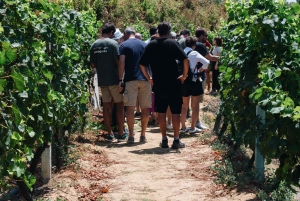 Excursión de degustación de vinos, Excursión opcional por los viñedos y paseos en kayak