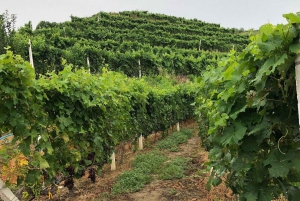 Тур с дегустацией вин, дополнительная экскурсия по винному двору и катание на каяках