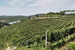 Тур с дегустацией вин, дополнительная экскурсия по винному двору и катание на каяках