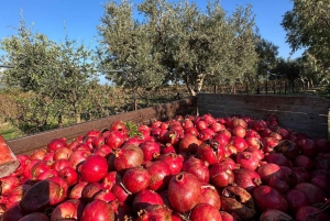 Weinprobe & traditionelles albanisches Essen in Dukat