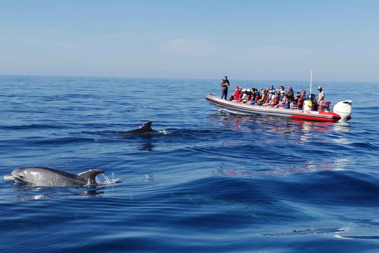 Dolphins Watching from Albufeira