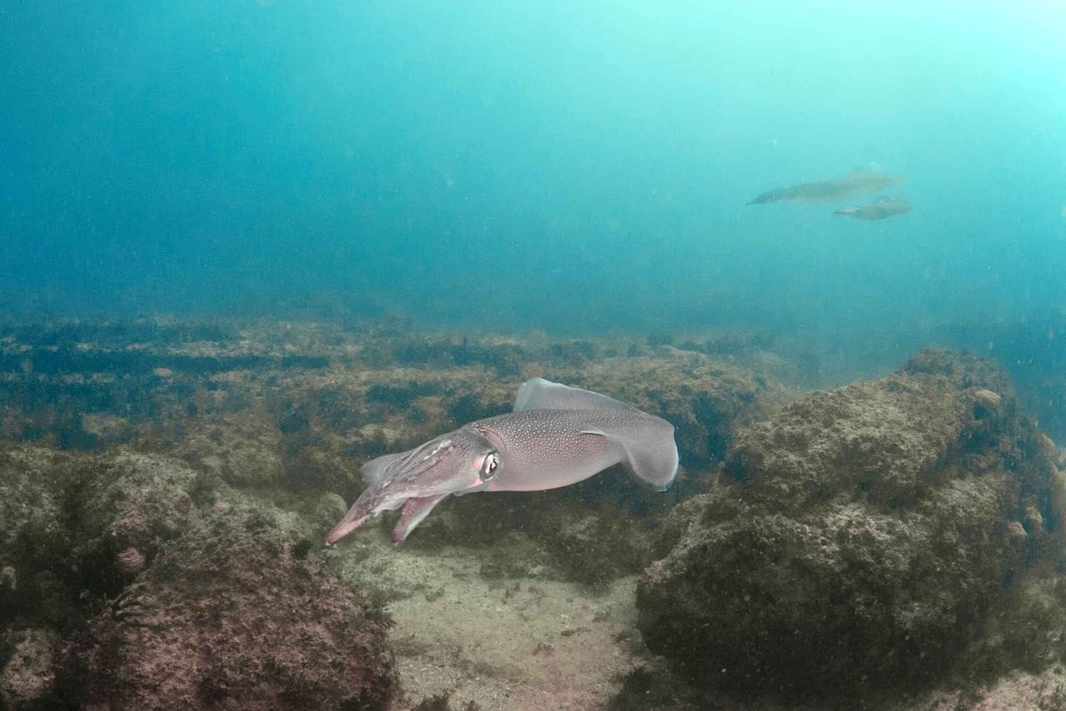 Lagos: Scuba Diving Experience for Beginners