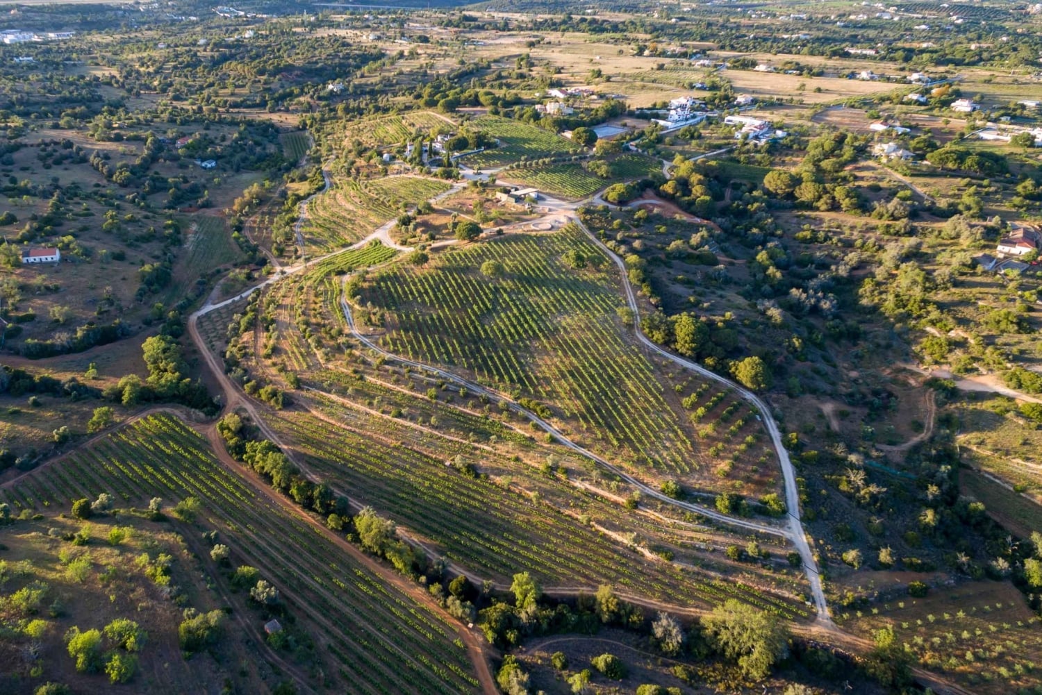 Porches: Algarve Vineyard Tour and Wine Tasting Experience