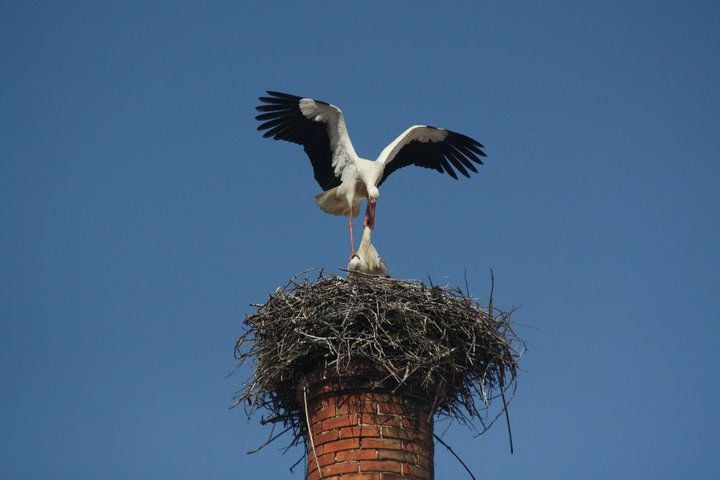 Chimney top stork