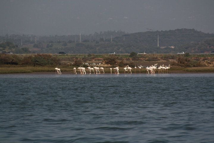 Flamingos on the banks of the River Arade
