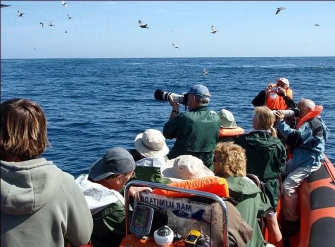 Observación de aves en el Algarve