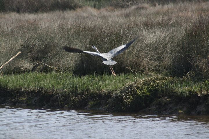 Observación de aves en el Algarve