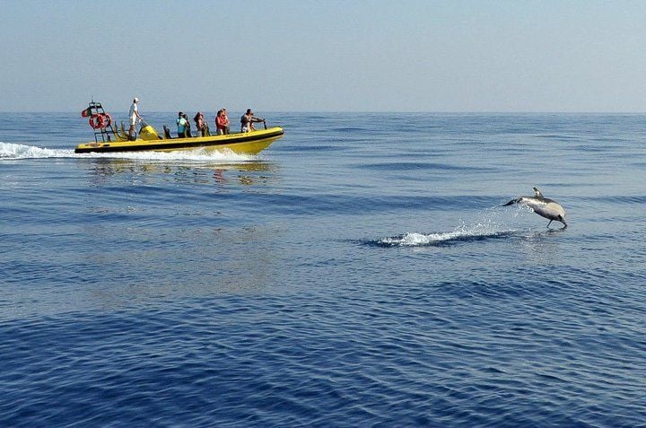 Delfinskådning i Algarve