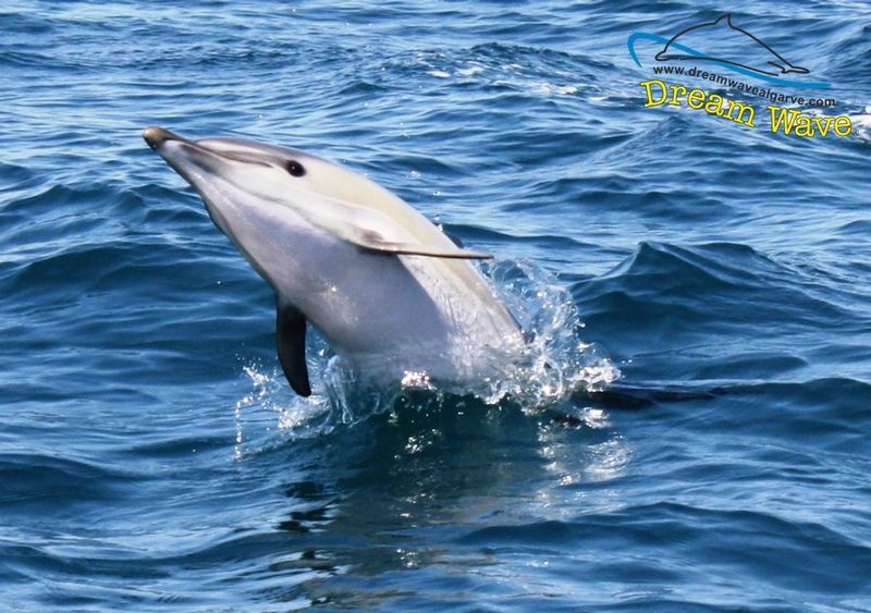 Delfinskådning i Algarve