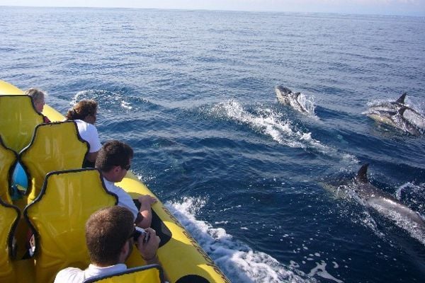 Obserwacja delfinów na Algarve