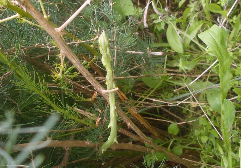 Wild asparagus in the Algarve