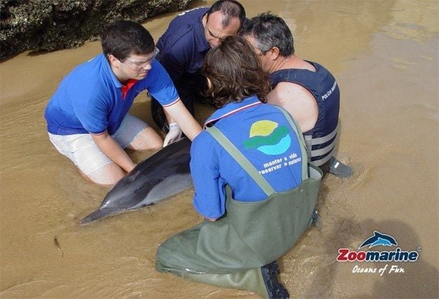 Räddar en nödställd delfin