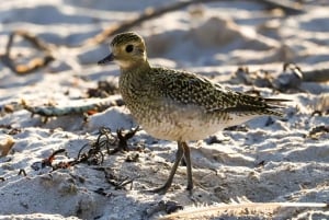 4 Stunden klassische Bootsfahrt, Ria Formosa Naturpark, Olhão.