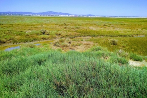 4 Stunden klassische Bootsfahrt, Ria Formosa Naturpark, Olhão.