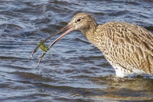 4 Stunden klassische Bootsfahrt, Ria Formosa Naturpark, Olhão.