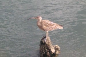 4 Stunden klassische Bootsfahrt, Ria Formosa Naturpark, Olhão.