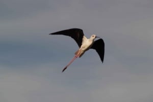 4 hour Classic Boat Cruise, Ria Formosa Natural Park, Olhão.