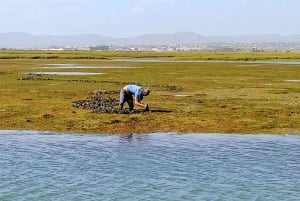 4 hour Classic Boat Cruise, Ria Formosa Natural Park, Olhão.