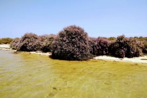 4 Stunden klassische Bootsfahrt, Ria Formosa Naturpark, Olhão.