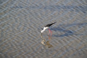 4 Stunden klassische Bootsfahrt, Ria Formosa Naturpark, Olhão.