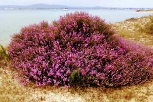 4 hour Classic Boat Cruise, Ria Formosa Natural Park, Olhão.