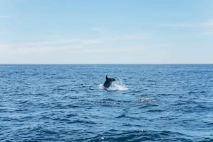 Albufeira : 2,5 heures - Grottes de Benagil et observation des dauphins