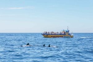 Albufeira: 2.5-Hour Caves & Dolphin Watching Boat Tour