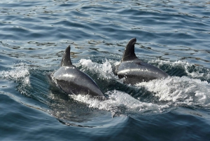 Albufeira: 2,5 uur dolfijnen kijken en grotten bezoeken