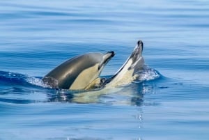 Albufeira : visite privée de 2,5 heures des dauphins et des grottes de Benagil