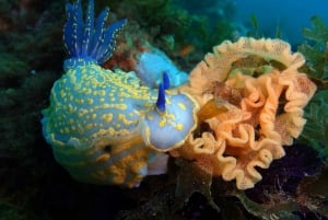 Albufeira: 2 DIVES TRIP (ONLY CERTIFIED DIVERS)