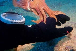 Albufeira: 2 DIVES TRIP (ONLY CERTIFIED DIVERS)