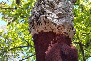 Albufeira: 6 Hour Jeep Tour with Lunch