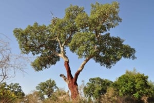 Albufeira: 6 Hour Jeep Tour with Lunch