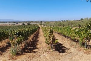 Albufeira: Algarve Coast Guided Tour with Wine Tasting