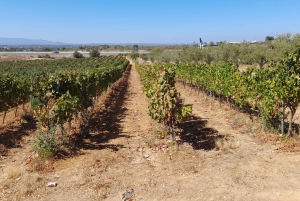 Albufeira: Visita Guiada à Costa do Algarve com Prova de Vinhos