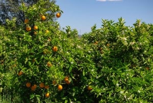 Albufeira: tradiciones del Algarve y degustación gastronómica