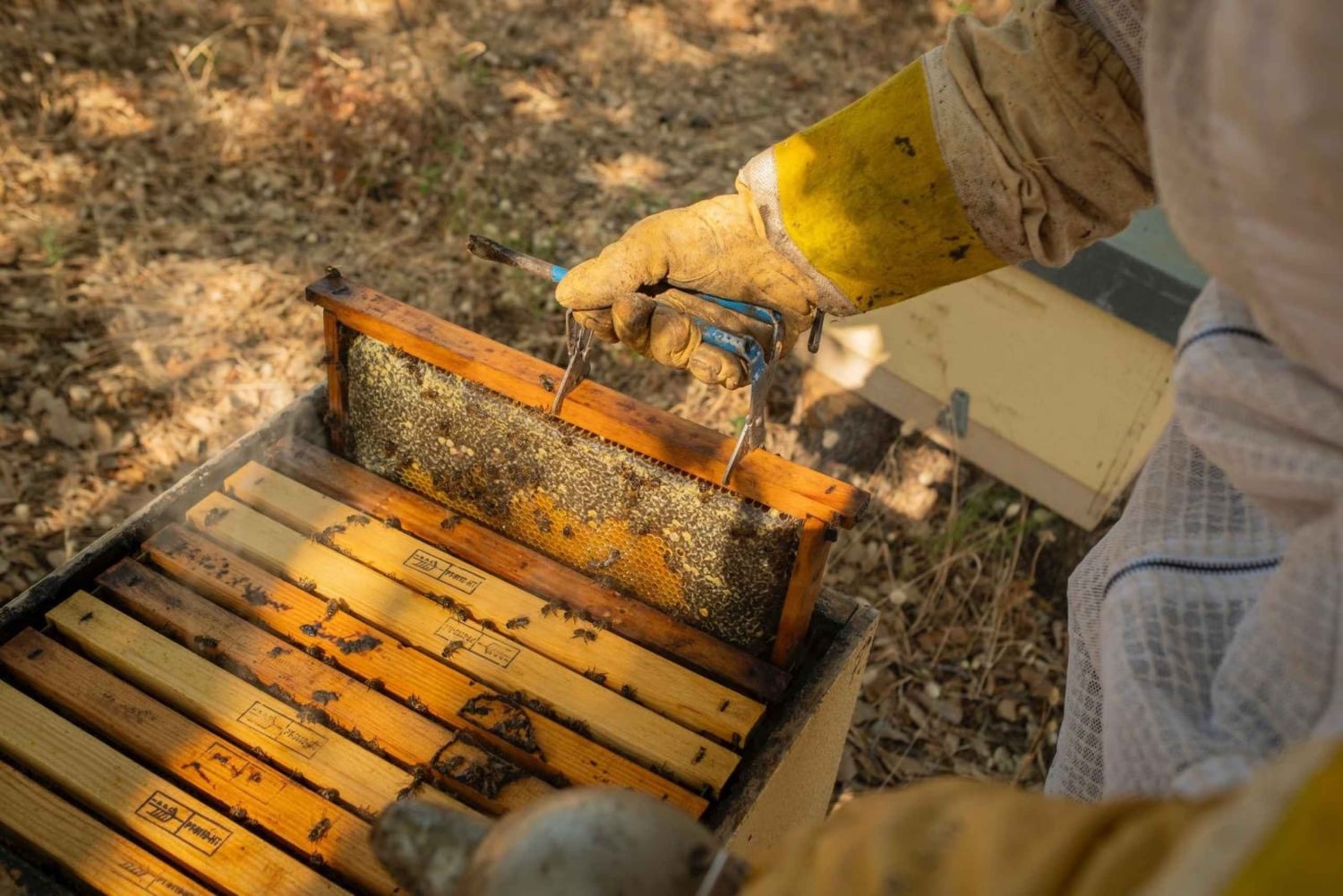 Albufeira: Experiência de apicultura com degustação de mel