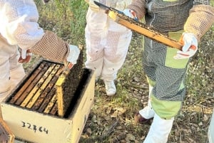 Albufeira: Experiência de apicultura com degustação de mel