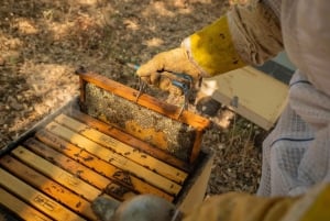 Albufeira: Experiência de apicultura com degustação de mel