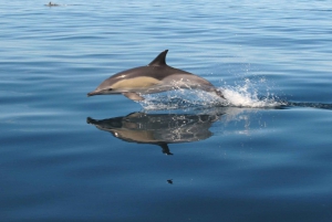Albufeira: Benagil Cave and Dolphin Sightseeing Boat Cruise
