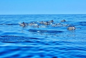 Albufeira: Benagil Cave and Dolphin Sightseeing Boat Cruise