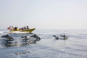 Albufeira: tour en lancha con delfines y cuevas de Benagil