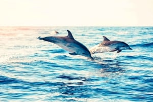 Albufeira: tour en lancha con delfines y cuevas de Benagil