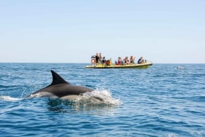 Albufeira: Benagil-grotten & dolfijnspotten per speedboot