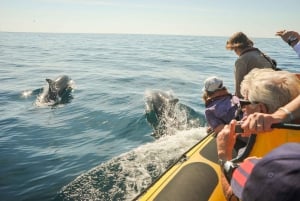 Albufeira: Benagil-grotten & dolfijnspotten per speedboot
