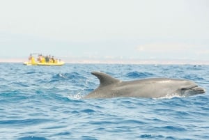 Albufeira: tour en lancha con delfines y cuevas de Benagil