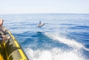 Fra Albufeira: Delfinsafari med speedbåd og Benagil-grotten