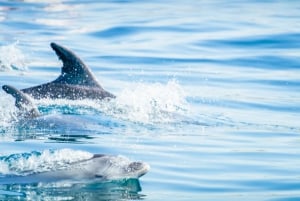 Fra Albufeira: Delfinsafari med speedbåd og Benagil-grotten