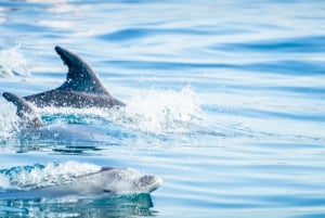 Albufeira: tour en lancha con delfines y cuevas de Benagil